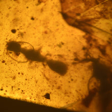画像をギャラリービューアに読み込む, 久慈原産琥珀原石(虫入り琥珀) (標本)
