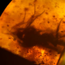 画像をギャラリービューアに読み込む, 久慈原産琥珀原石(虫入り琥珀) (標本)