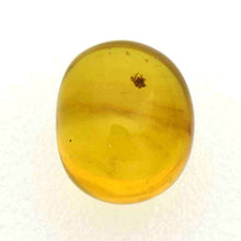 画像をギャラリービューアに読み込む, 久慈原産琥珀原石(研磨済)