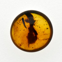 画像をギャラリービューアに読み込む, 久慈原産琥珀原石(研磨済)
