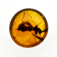 画像をギャラリービューアに読み込む, 久慈原産琥珀原石(研磨済)
