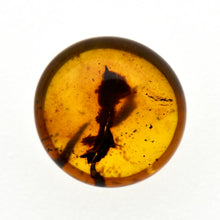 画像をギャラリービューアに読み込む, 久慈原産琥珀原石(研磨済)