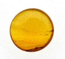 画像をギャラリービューアに読み込む, 久慈原産琥珀原石（研磨済）
