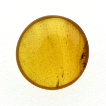 画像をギャラリービューアに読み込む, 久慈原産琥珀原石（研磨済）
