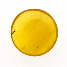 画像をギャラリービューアに読み込む, 久慈原産琥珀原石（研磨済）
