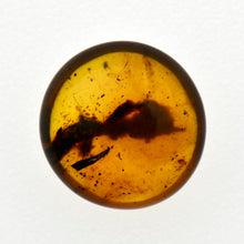 画像をギャラリービューアに読み込む, 久慈原産琥珀原石（研磨済）
